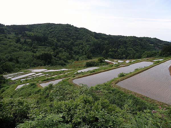 蛍の舞う朴の木田植頃